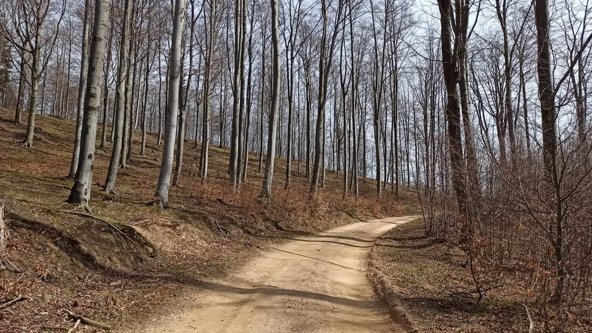 A serene forest trail winding through Województwo dolnośląskie, offering a tranquil hiking path.